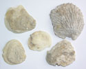 a few of the shells